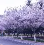 青岛黄海取得联赛开门红,战胜河南建业 青岛黄海取得联赛开门红,战胜河南建业